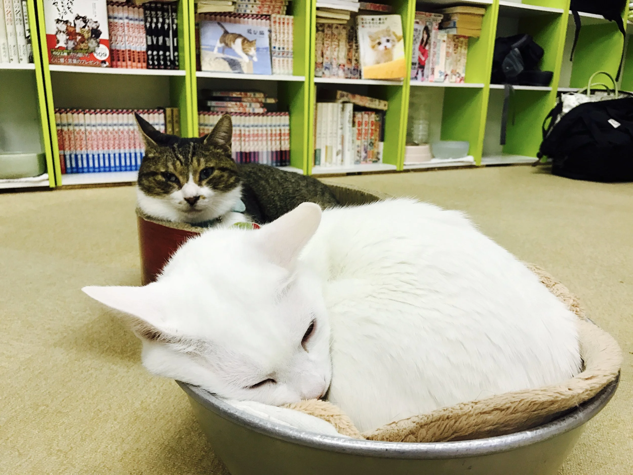 Cat Cafe Asakusa Neko-en — The Neighbor's Cat
